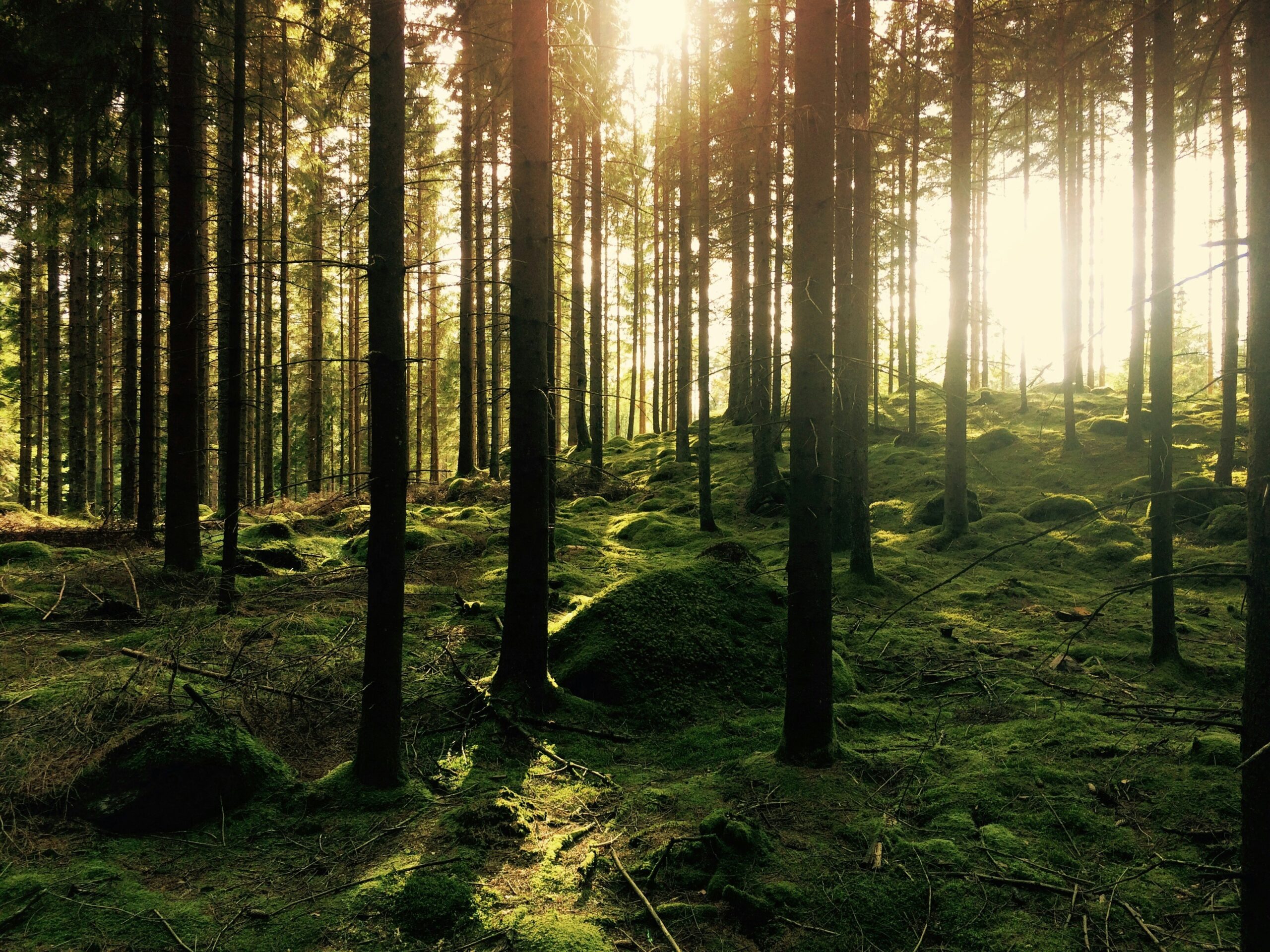 Leadership